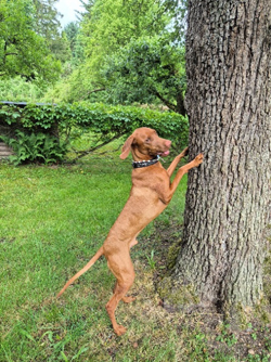 Hund am Baum