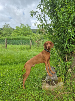 Hund stehend